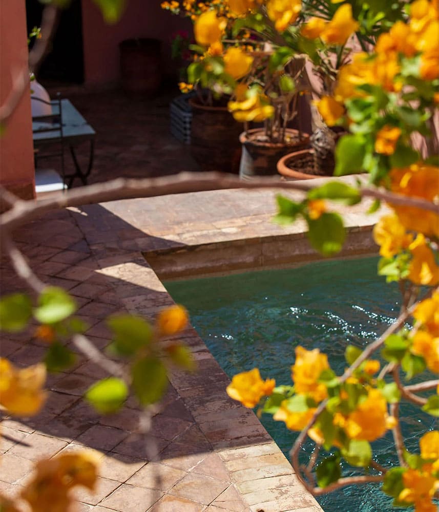 Fleurs jaunes près d'une piscine dans une cour